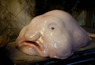 Illustration for article titled Inaugural Clashtalk post - Blobfish
